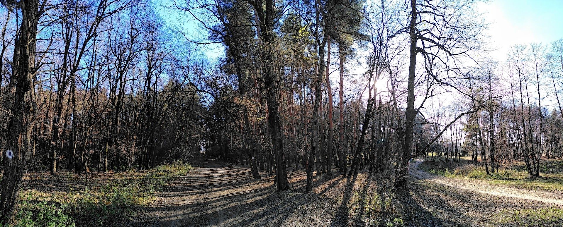 Forest - nature walks